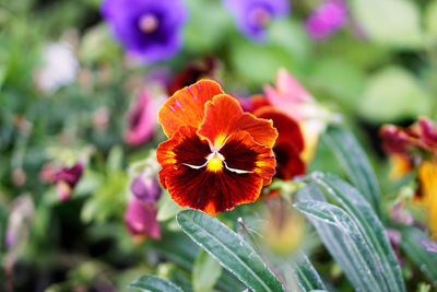 Close-up of flowers blooming outdoors