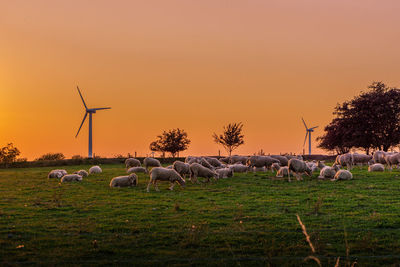 Sheep in farm