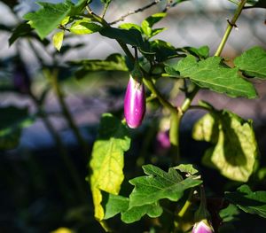 Close-up of purple flowering plant