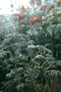 Close-up of snow covered plants