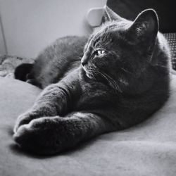 Close-up of cat resting on bed