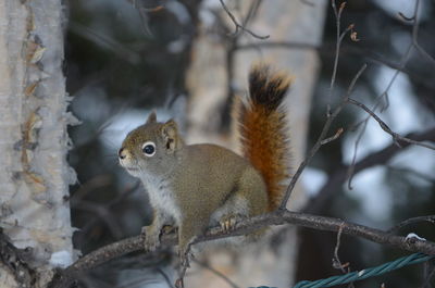 Close-up of squirrel on tree