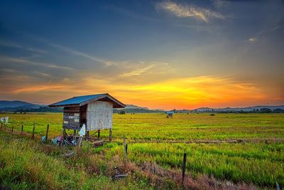 Scenic view of agricultural field against sky during sunset