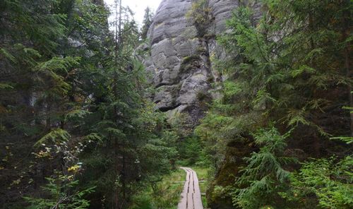Road amidst trees in forest