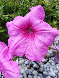 Close-up of pink flowering plant