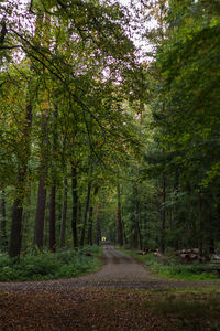 Road amidst trees in forest