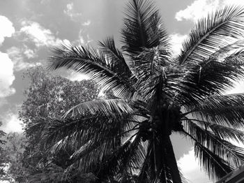 palm tree