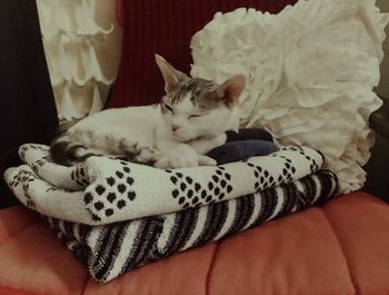 Close-up of cat relaxing on bed at home