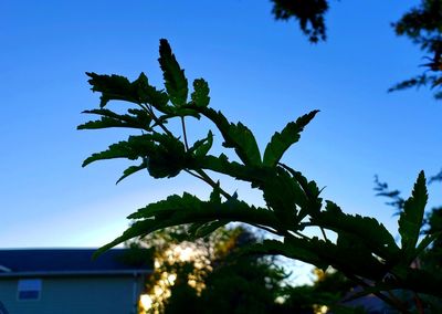 Low angle view of tree against clear blue sky