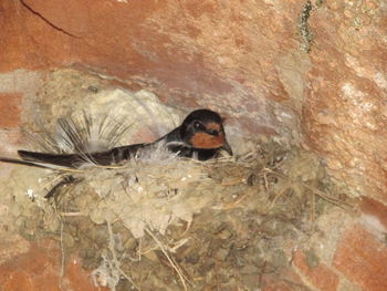 Bird on rock