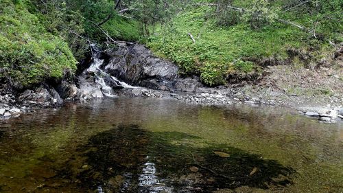 Scenic view of river flowing through forest