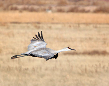 Side view of a bird flying