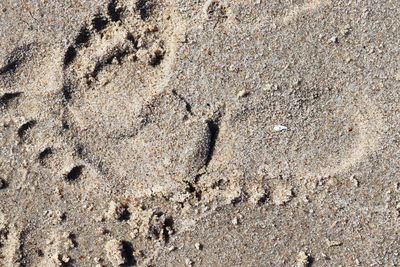 High angle view of footprints on sand