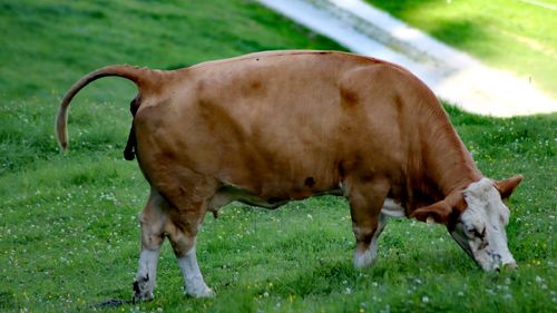 Cow grazing in a field