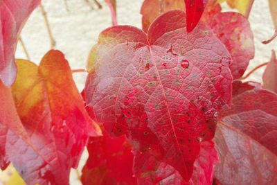 Close-up of autumn leaves