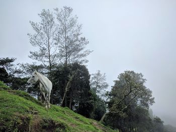 View of tree grazing on field against sky