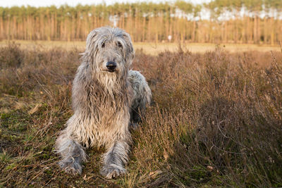 Portrait of a dog on field