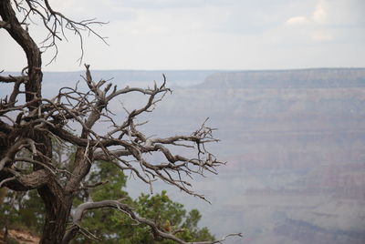 Close-up of tree against sea