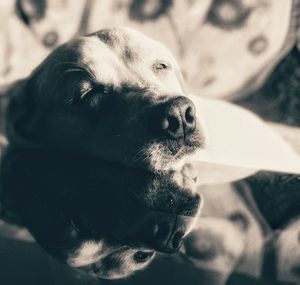 Close-up portrait of dog relaxing at home