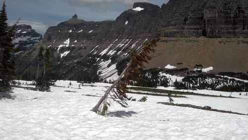 Trees on field during winter