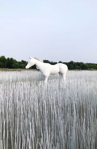 Side view of horse on field against sky