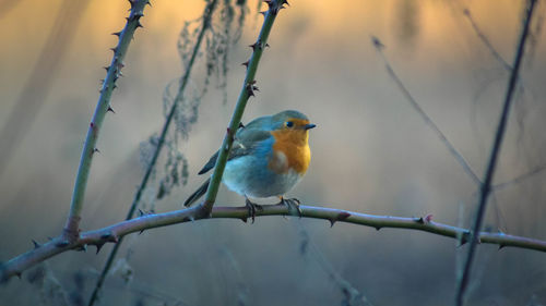 Low angle view of bird perching on branch