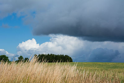 Scenic view of agricultural field against sky