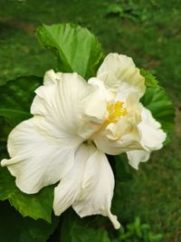 Close-up of white flowering plant