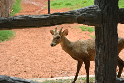 Deer standing on tree trunk in zoo