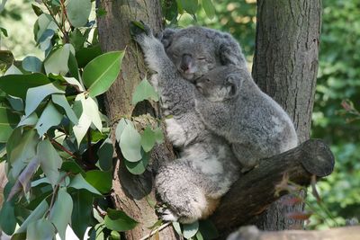 Squirrel on tree trunk