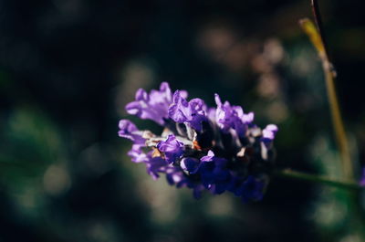 Close-up of purple flowers blooming outdoors