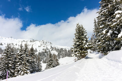 Snow covered pine trees against sky