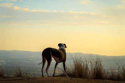 Horse on field against sky during sunset