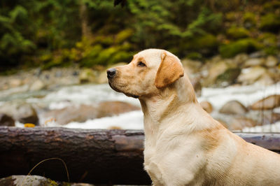 Close-up of dog looking away while standing against river