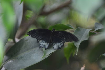 Close-up of butterfly