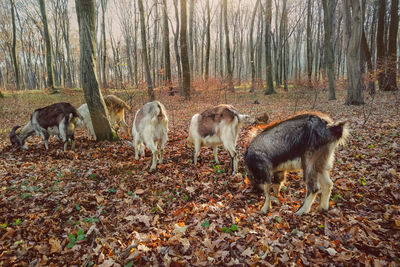 Horses in a field