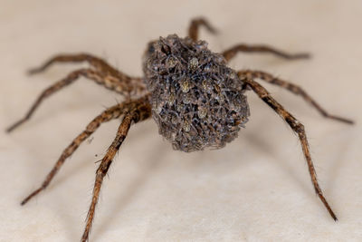 Close-up of spider