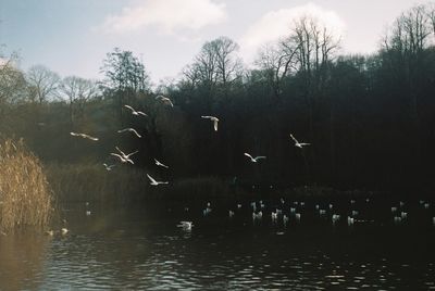 Swan flying over lake against sky