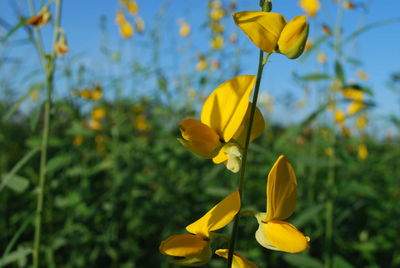 Close-up of yellow flowering plant against sky