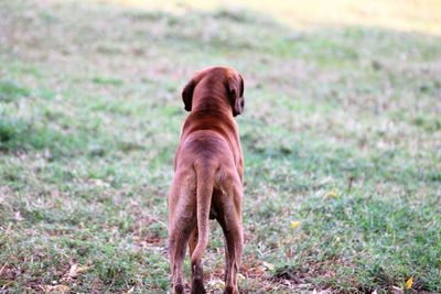 Dog looking away on field