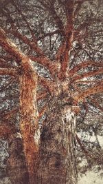 Full frame shot of tree against sky