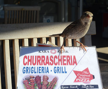 View of bird perching on a sign
