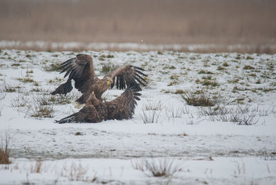 View of birds on snow covered land