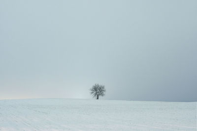 Lone tree in a field on a cloudy night