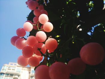 Close-up of hand holding fruits