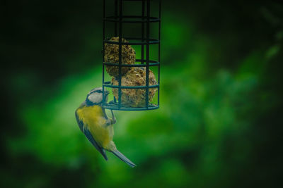 Close-up of bird perching on feeder