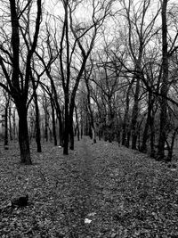 Bare trees on field in forest