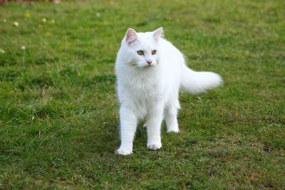 White cat on grassy field