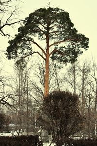 Low angle view of bare trees in winter