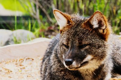 Close-up portrait of cat